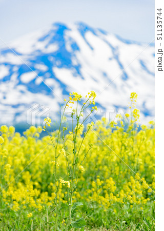 菜の花と鳥海山 51135744