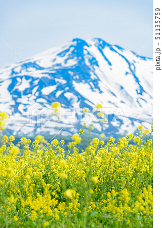 菜の花と鳥海山 菜の花と鳥海山 51135759