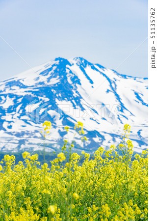 菜の花と鳥海山 菜の花と鳥海山 51135762