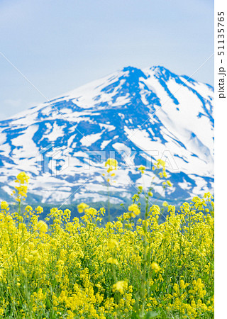 菜の花と鳥海山 菜の花と鳥海山 51135765
