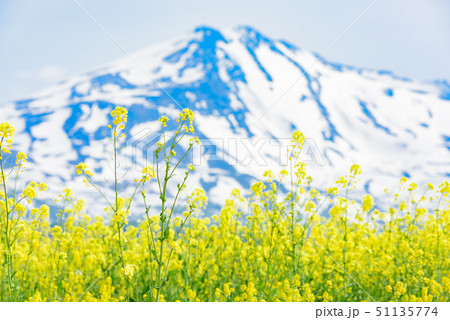 菜の花と鳥海山 51135774
