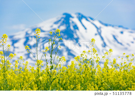 菜の花と鳥海山 51135778