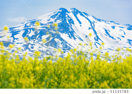 菜の花と鳥海山 菜の花と鳥海山 51135783