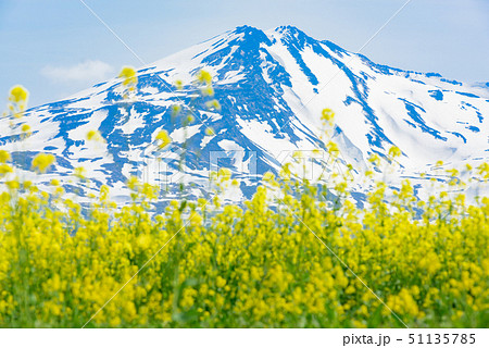 菜の花と鳥海山 51135785
