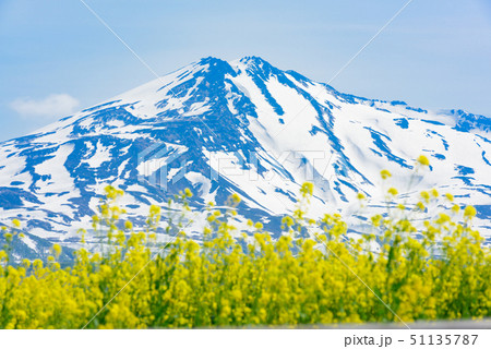 菜の花と鳥海山 菜の花と鳥海山 51135787
