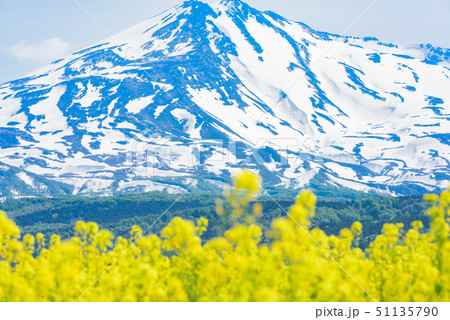菜の花と鳥海山 菜の花と鳥海山 51135790
