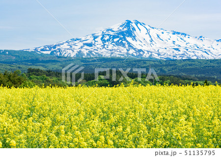 菜の花と鳥海山 菜の花と鳥海山 51135795