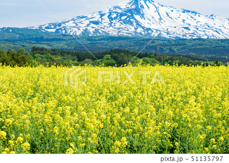 菜の花と鳥海山 51135797