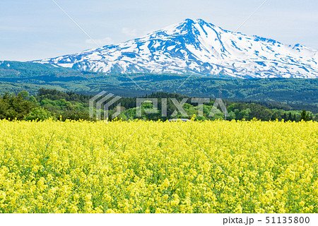 菜の花と鳥海山 51135800