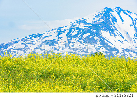 菜の花と鳥海山の写真素材