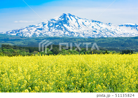 菜の花と鳥海山 51135824