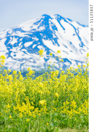 菜の花と鳥海山 菜の花と鳥海山 51135837