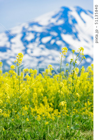 菜の花と鳥海山 菜の花と鳥海山 51135840