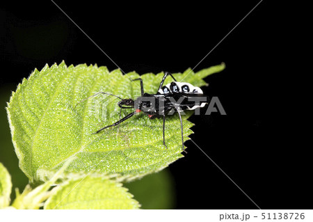 ヨコヅナサシガメ 51138726