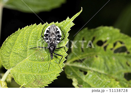 ヨコヅナサシガメ 51138728