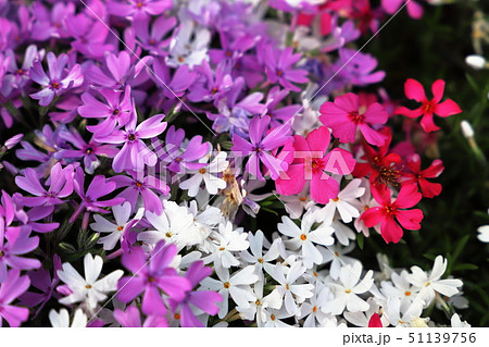 野に咲く花　芝桜 51139756