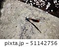イトトンボ 51142756