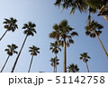 南国の木 51142758