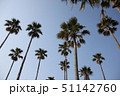 南国の木 51142760