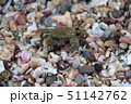 磯ガニ 51142762