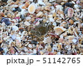 磯ガニ 51142765