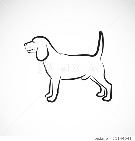 Vector Of A Dog Beagle On White Background Pet のイラスト素材