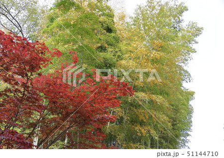 岡山後楽園の春紅葉 岡山後楽園の春紅葉 51144710