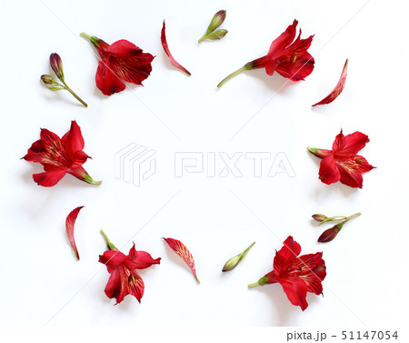 Alstromeria flowers on a white background Alstromeria flowers on a white background 51147054