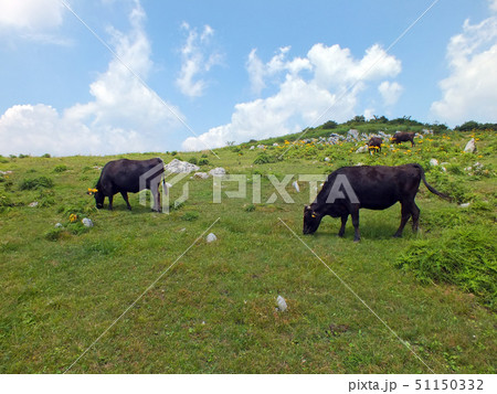 四国カルスト(天狗高原) 四国カルスト(天狗高原) 51150332