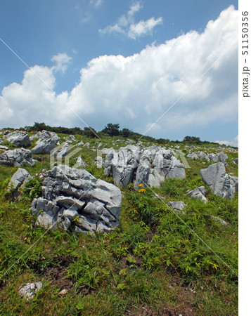 四国カルスト(天狗高原) 四国カルスト(天狗高原) 51150356