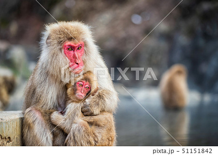 Snow monkey hug at Jigokudani Park Snow monkey hug at Jigokudani Park 51151842