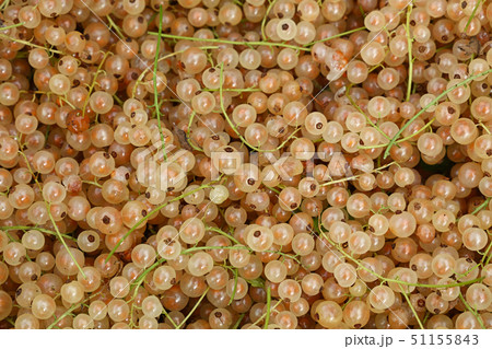 Close up fresh whitecurrant on retail display 51155843