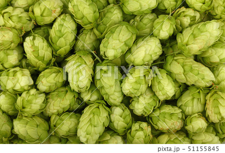 Close up background of fresh green beer hops 51155845