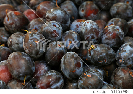Fresh ripe blue plums close up at farmers market Fresh ripe blue plums close up at farmers market 51155900