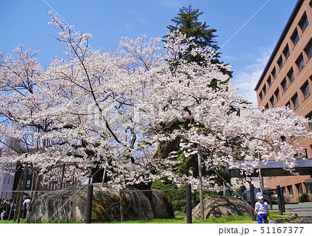 盛岡風景 石割桜 岩手の桜 空バック 盛岡風景 石割桜 岩手の桜 空バック 51167377