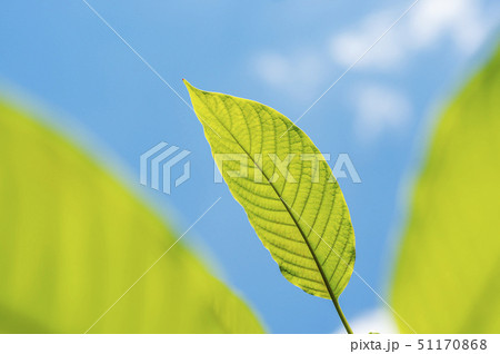 Green leaf nature with branch on blue sky nature Green leaf nature with branch on blue sky nature 51170868