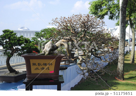 Bonsai tree display for public Bonsai tree display for public 51175651