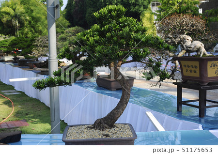 Bonsai tree display for public 51175653