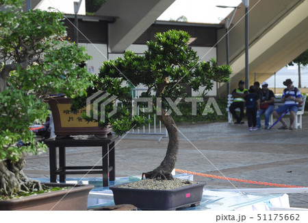 Bonsai tree display for public Bonsai tree display for public 51175662