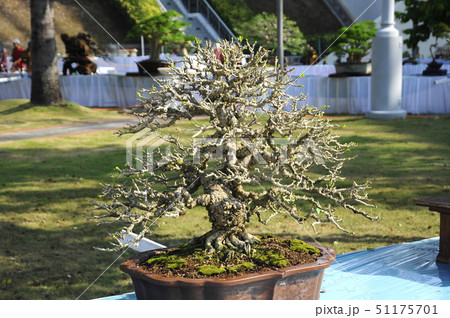 Bonsai tree display for public Bonsai tree display for public 51175701