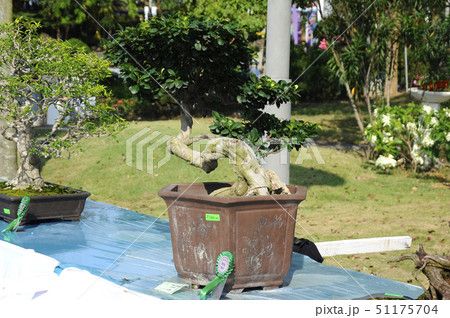 Bonsai tree display for public Bonsai tree display for public 51175704