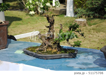 Bonsai tree display for public 51175706