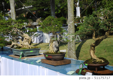 Bonsai tree display for public Bonsai tree display for public 51175717