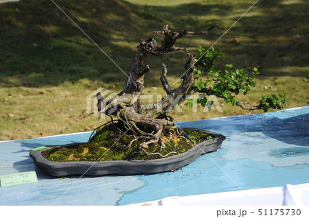 Bonsai tree display for public Bonsai tree display for public 51175730