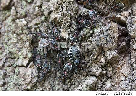 ヨコヅナサシガメ 51188225