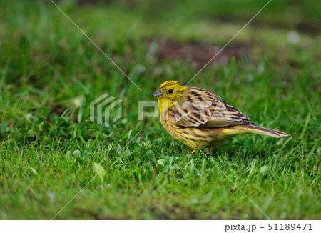 Yellowhammer (Emberiza citrinella) 51189471