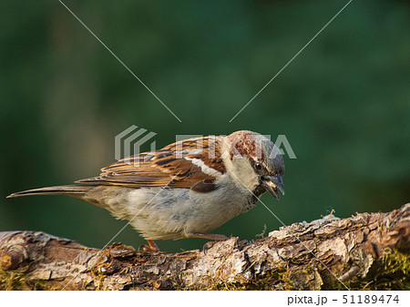 House sparrow (Passer sitting on the t domesticus) House sparrow (Passer sitting on the t domesticus) 51189474