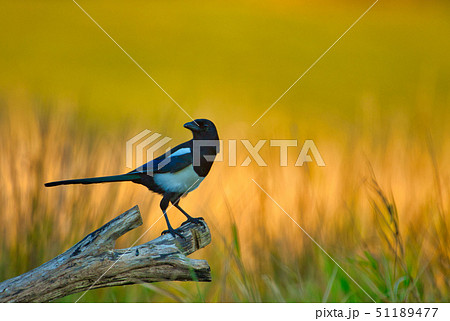 Magpie (Pica pica) on the meadow 51189477