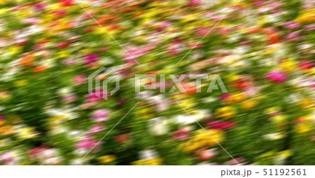 the flowers and garden the flowers and garden 51192561