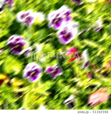 the flowers and   garden 51192598